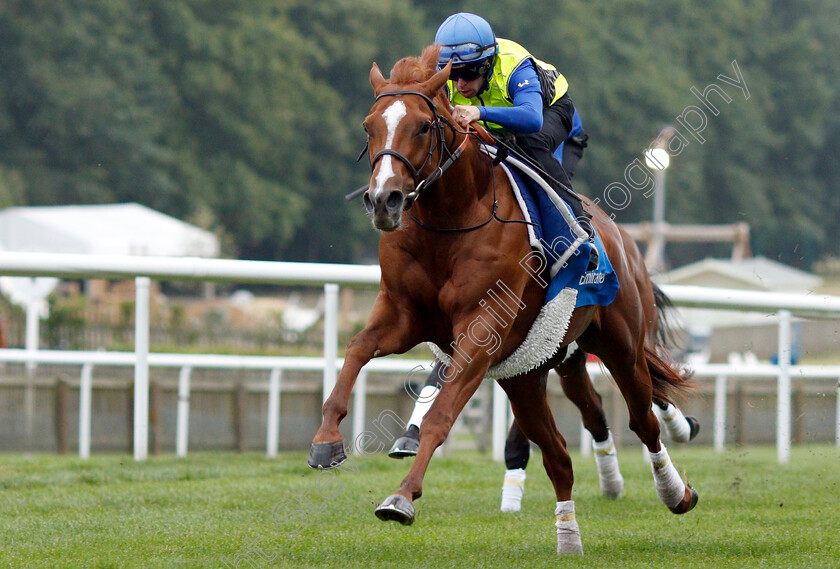 Masar-0009 
 MASAR (Brett Doyle) working at 6am
Newmarket 30 Jun 2018 - Pic Steven Cargill / Racingfotos.com