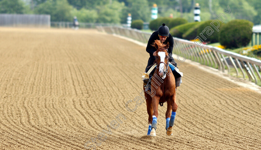 Improbable-0012 
 IMPROBABLE exercising in preparation for the Preakness Stakes
Pimlico, Baltimore USA, 16 May 2019 - Pic Steven Cargill / Racingfotos.com