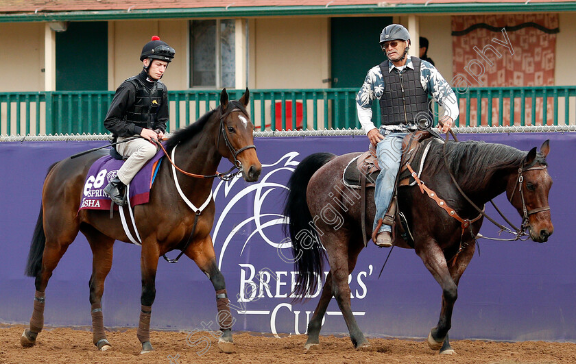 Marsha-0006 
 MARSHA (Luke Morris) training for The Breeders' Cup Turf Sprint at Del Mar USA, 1 Nov 2017 - Pic Steven Cargill / Racingfotos.com