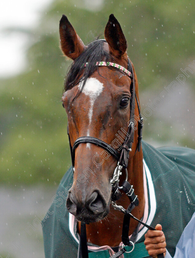 Enable-0009 
 ENABLE before winning The King George VI and Queen Elizabeth Stakes
Ascot 25 Jul 2020 - Pic Steven Cargill / Racingfotos.com