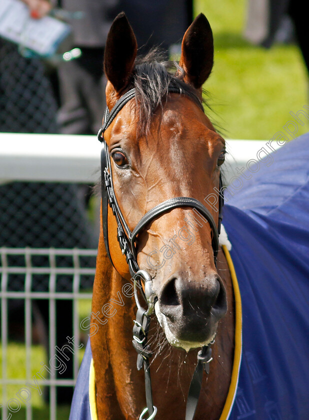 Emily-Upjohn-0018 
 EMILY UPJOHN after The Tattersalls Musidora Stakes
York 11 May 2022 - Pic Steven Cargill / Racingfotos.com