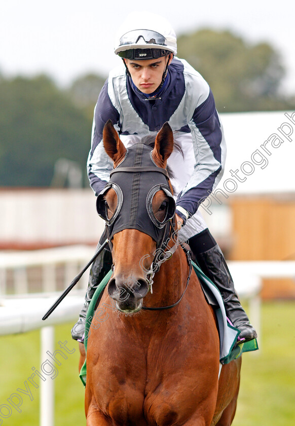 Circus-Maximus-0001 
 CIRCUS MAXIMUS (Donnacha O'Brien)
York 21 Aug 2019 - Pic Steven Cargill / Racingfotos.com