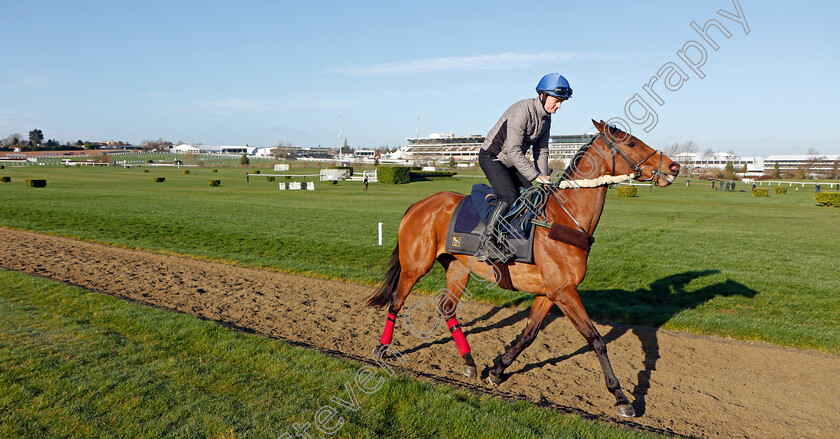 Honeysuckle-0002 
 HONEYSUCKLE exercising on the eve of the Cheltenham Festival
Cheltenham 14 Mar 2022 - Pic Steven Cargill / Racingfotos.com