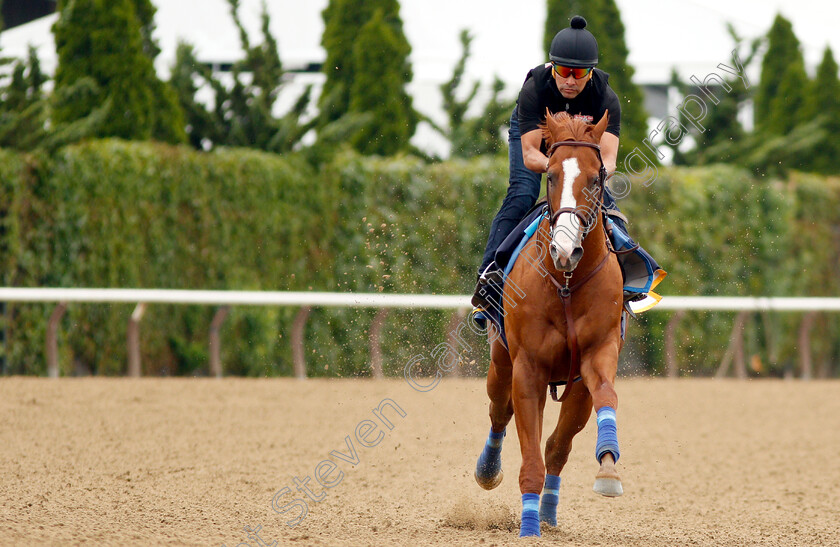 Justify-0009 
 JUSTIFY (Martine Garcia) exercising in preparation for The Belmont Stakes
Belmont Park USA 7 Jun 2018 - Pic Steven Cargill / Racingfotos.com