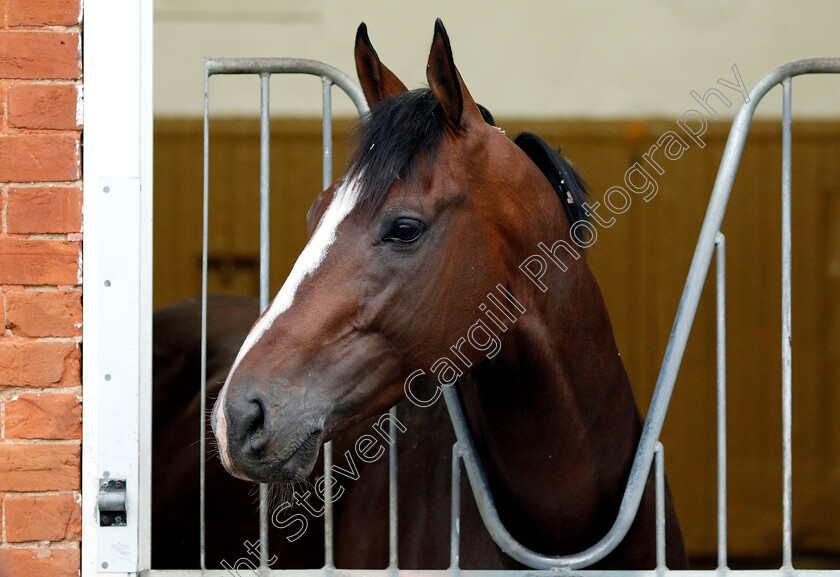 Yoshida-0002 
 American trained YOSHIDA in his stable in Newmarket ahead of his Royal Ascot challenge
Newmarket 14 Jun 2018 - Pic Steven Cargill / Racingfotos.com