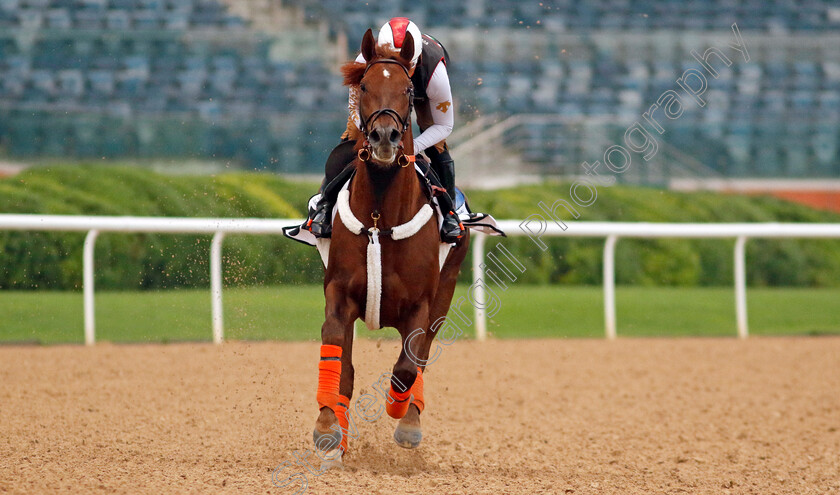 Clapton-0005 
 CLAPTON training at the Dubai Racing Carnival
Meydan 1 Feb 2024 - Pic Steven Cargill / Racingfotos.com