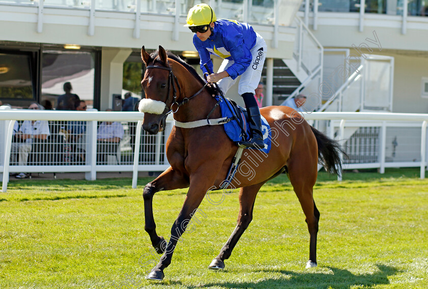 Painless-Potter-0001 
 PAINLESS POTTER (Kieran Shoemark)
Salisbury 11 Aug 2022 - Pic Steven Cargill / Racingfotos.com