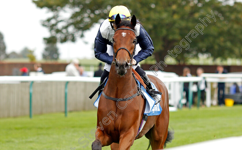 Ribbon-Rose-0001 
 RIBBON ROSE (Neil Callan) winner of The Godolphin Under Starters Orders Maiden Fillies Stakes
Newmarket 8 Oct 2021 - Pic Steven Cargill / Racingfotos.com