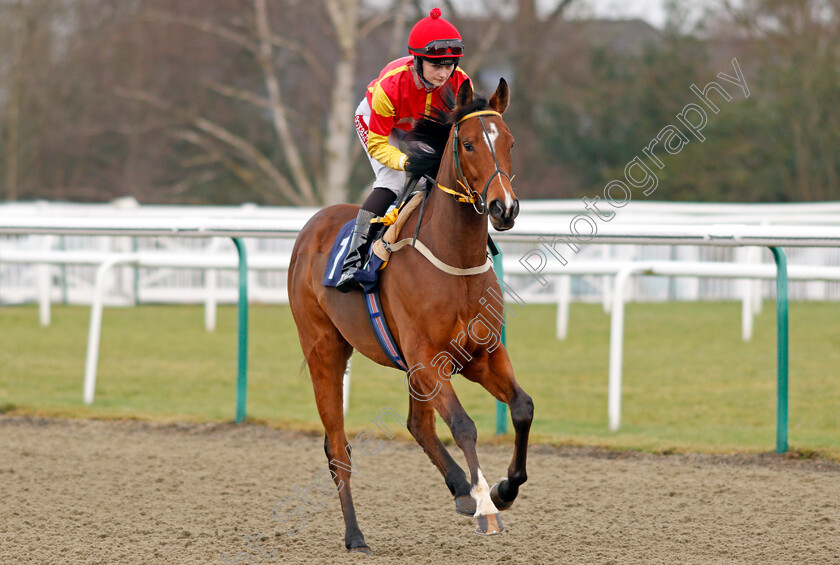 Maazel-0001 
 MAAZEL (Shelley Birkett) Lingfield 6 Jan 2018 - Pic Steven Cargill / Racingfotos.com