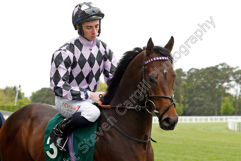 Go-Bears-Go-0001 
 GO BEARS GO (Rossa Ryan) winner of The Merriebelle Stable Commonwealth Cup Trial Stakes
Ascot 27 Apr 2022 - Pic Steven Cargill / Racingfotos.com