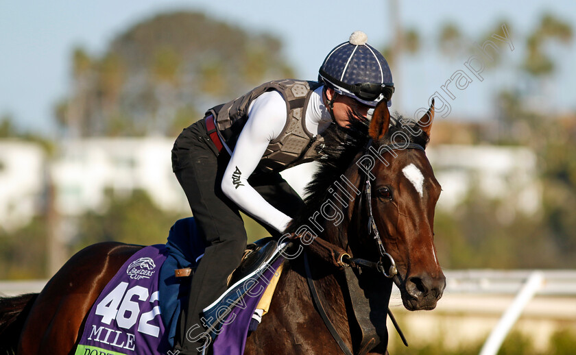 Porta-Fortuna-0001 
 PORTA FORTUNA training for the Breeders' Cup Mile
Del Mar USA 31 Oct 2024 - Pic Steven Cargill / Racingfotos.com