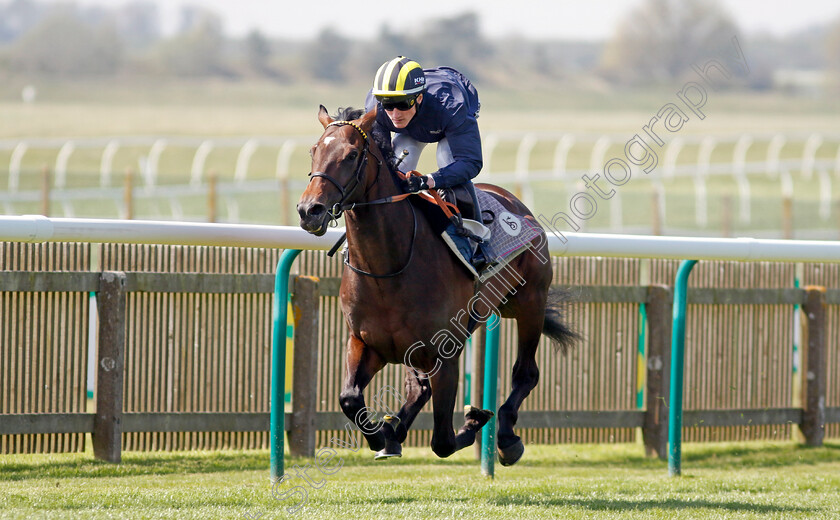 Sakheer-0004 
 SAKHEER (David Egan) racecourse gallop
Newmarket 18 Apr 2023 - Pic Steven Cargill / Racingfotos.com