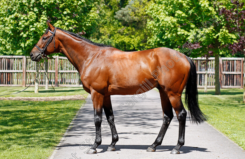 Elyaasaat-0001 
 ELYAASAAT Shadwell Stud 8 May 2018 - Pic Steven Cargill / Racingfotos.com