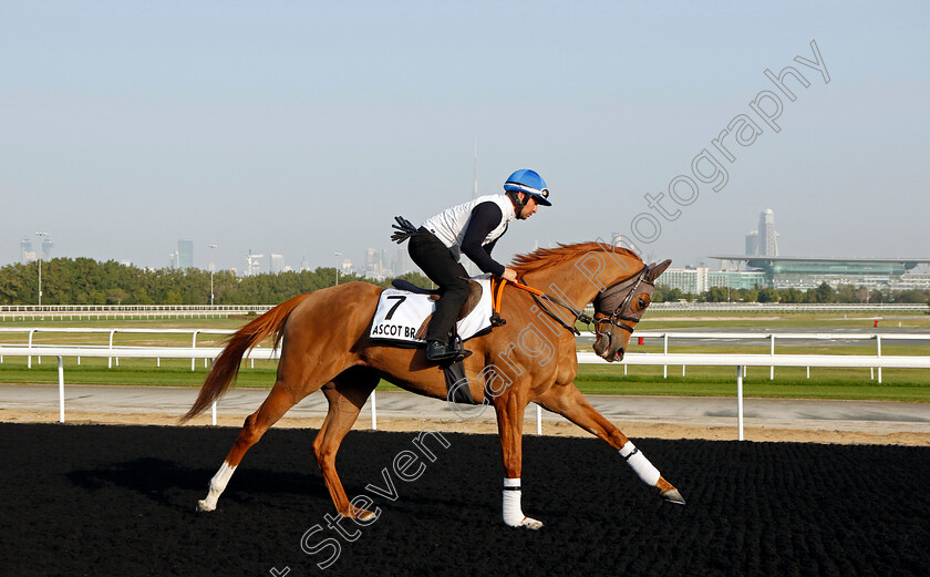 Ascot-Brass-0002 
 ASCOT BRASS training at Meydan, Dubai
2 Feb 2023 - Pic Steven Cargill / Racingfotos.com