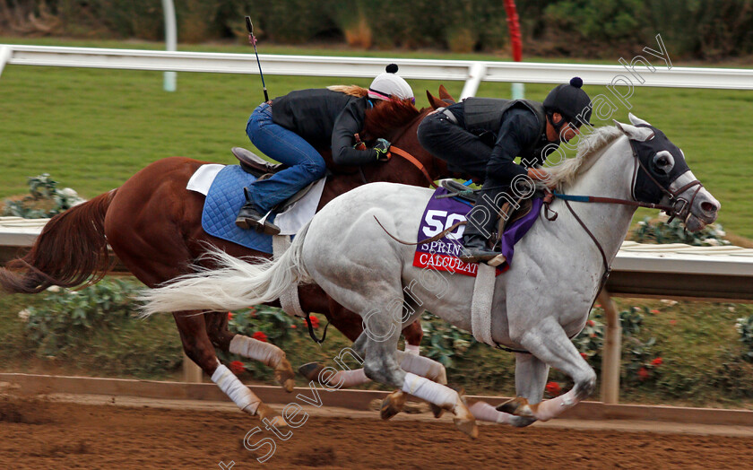 Caluculator-0001 
 CALCULATOR exercising at Del Mar USA in preparation for The Breeders' Cup Sprint 30 Oct 2017 - Pic Steven Cargill / Racingfotos.com