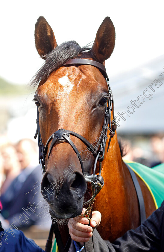 City-Of-Troy-0015 
 CITY OF TROY winner of The bet365 Superlative Stakes
Newmarket 15 Jul 2023 - Pic Steven Cargill / Racingfotos.com