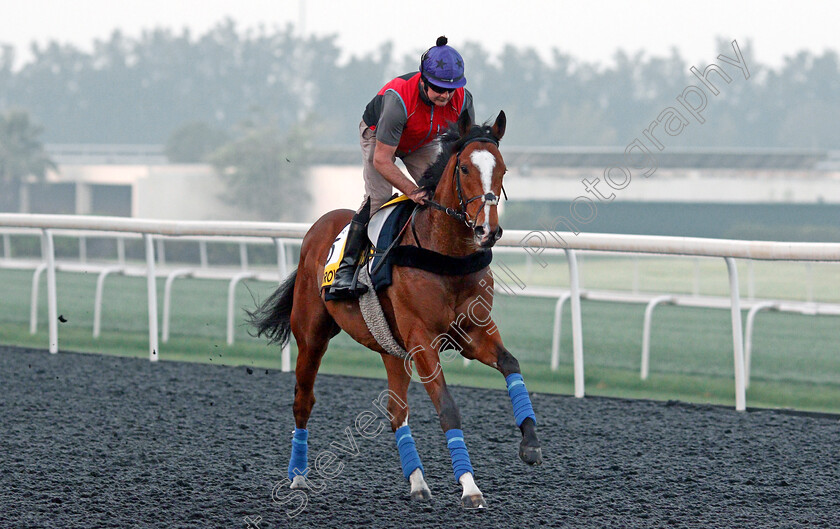 Harrovian-0001 
 HARROVIAN training for the Dubai Turf
Meydan, Dubai, 22 Mar 2022 - Pic Steven Cargill / Racingfotos.com