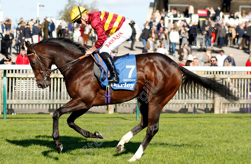 Iberian-0003 
 IBERIAN (Tom Marquand)
Newmarket 14 Oct 2023 - Pic Steven Cargill / Racingfotos.com