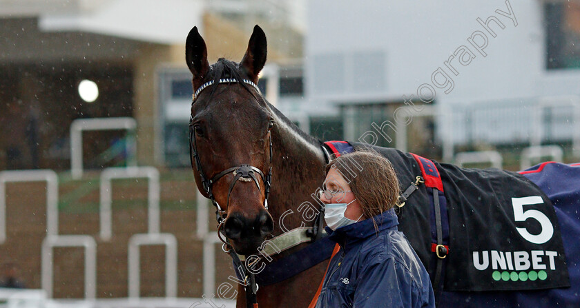 Edwardstone-0001 
 EDWARDSTONE 
Cheltenham 15 Nov 2020 - Pic Steven Cargill / Racingfotos.com