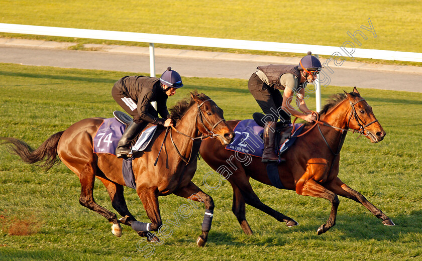 Oh-This-Is-Us-and-Tupi-0002 
 OH THIS IS US (right) and TUPI (left), both trained by Richard Hannon, exercising in preparation for The Dubai World Cup Carnival, Meydan 18 Jan 2018 - Pic Steven Cargill / Racingfotos.com