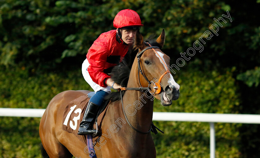 Scheming-0001 
 SCHEMING (Sam Hitchcott)
Kempton 6 Sep 2024 - Pic Steven Cargill / Racingfotos.com