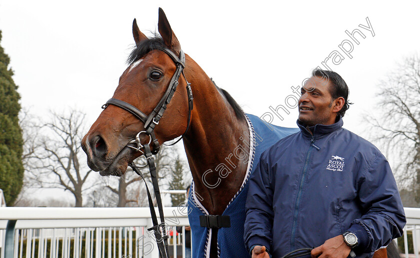 Headway-0012 
 HEADWAY after The 32Red Spring Cup Stakes Lingfield 3 Mar 2018 - Pic Steven Cargill / Racingfotos.com