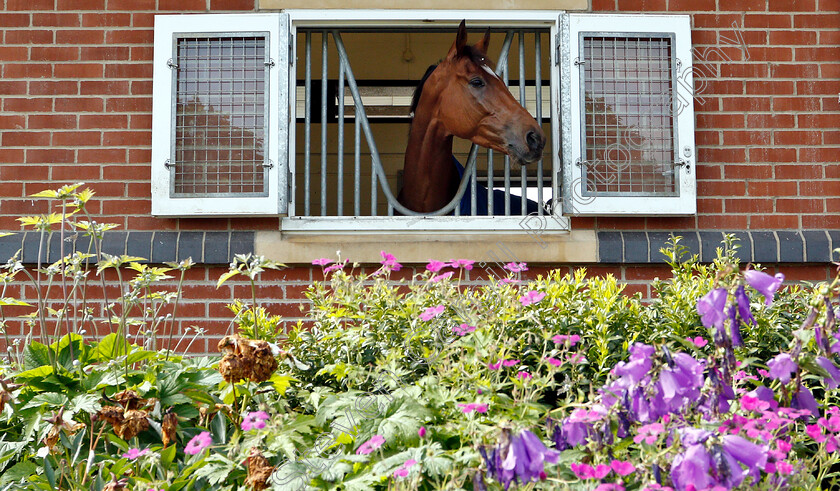 Cross-Counter-0003 
 CROSS COUNTER 
Moulton Paddocks, Newmarket 28 Jun 2019 - Pic Steven Cargill / Racingfotos.com