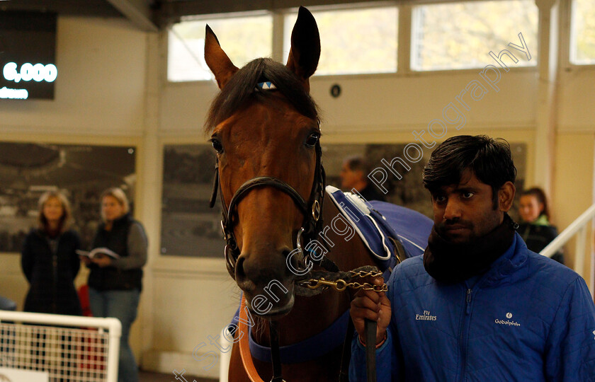 Lot-0091-Gothelle-£6000-0001 
 Lot 091 GOTHELLE selling for £6000 at Tattersalls Ireland Ascot November Sale 9 Nov 2017 - Pic Steven Cargill / Racingfotos.com