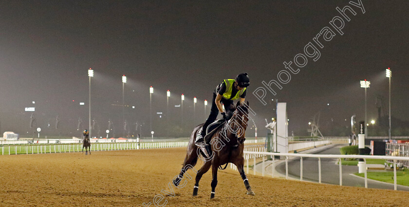 Liberty-Island-0004 
 LIBERTY ISLAND training for The Sheema Classic
Meydan Dubai 26 Mar 2024 - Pic Steven Cargill / Racingfotos.com