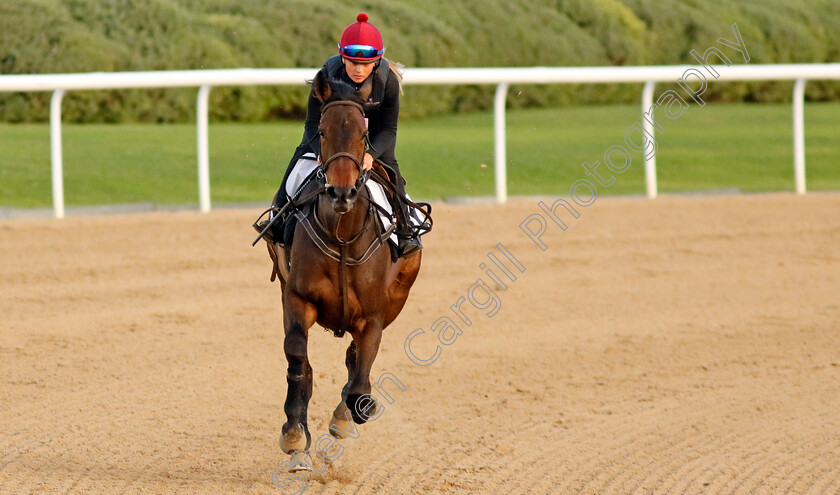 Trevaunance-0004 
 TREVAUNANCE training at the Dubai Racing Carnival
Meydan 1 Mar 2024 - Pic Steven Cargill / Racingfotos.com