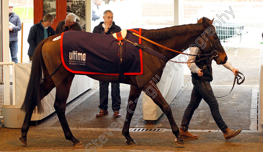 Lot-0148-Gibralfaro-£28000-0001 
 Lot 148 GIBRALFARO selling for £28000 at Tattersalls Ireland Ascot November Sale 9 Nov 2017 - Pic Steven Cargill / Racingfotos.com