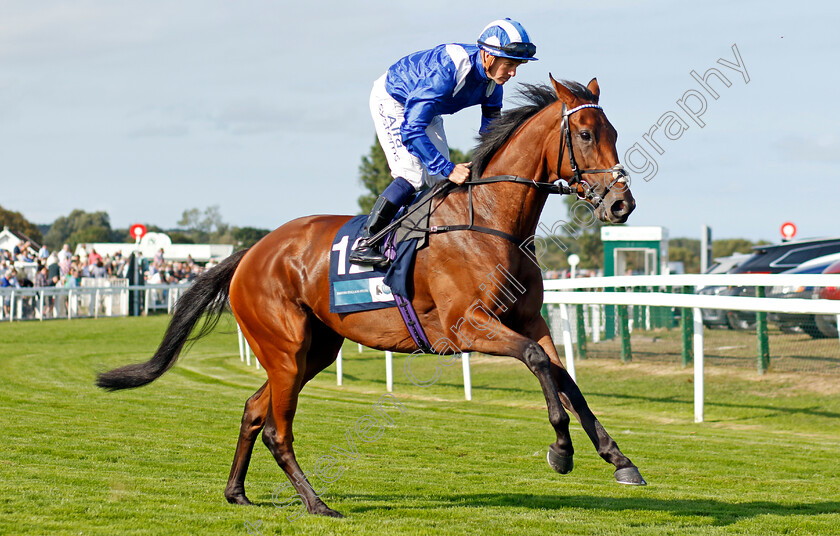 Shaara-0006 
 SHAARA (Jim Crowley) winner of The EBF Stallions John Musker Stakes
Yarmouth 14 Sep 2022 - Pic Steven Cargill / Racingfotos.com