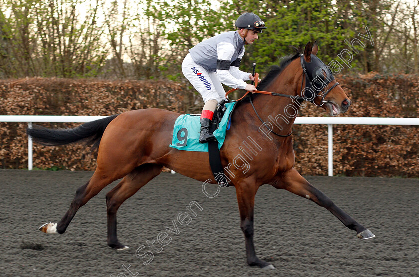 Mushaageb-0001 
 MUSHAAGEB (Andrea Atzeni)
Kempton 23 Mar 2019 - Pic Steven Cargill / Racingfotos.com