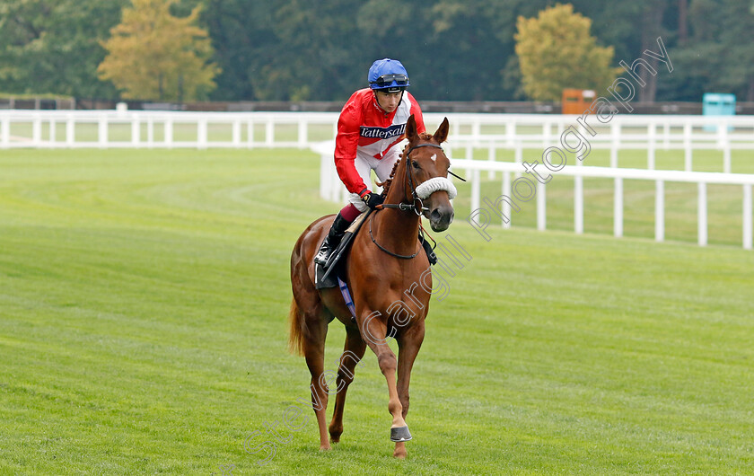 Catch-The-Light-0001 
 CATCH THE LIGHT (Oisin Murphy)
Ascot 8 Sep 2023 - Pic Steven Cargill / Racingfotos.com