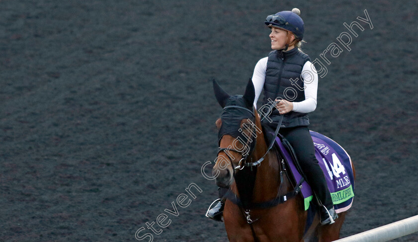 Dreamloper-0004 
 DREAMLOPER training for the Breeders' Cup Mile
Keeneland USA 1 Nov 2022 - Pic Steven Cargill / Racingfotos.com