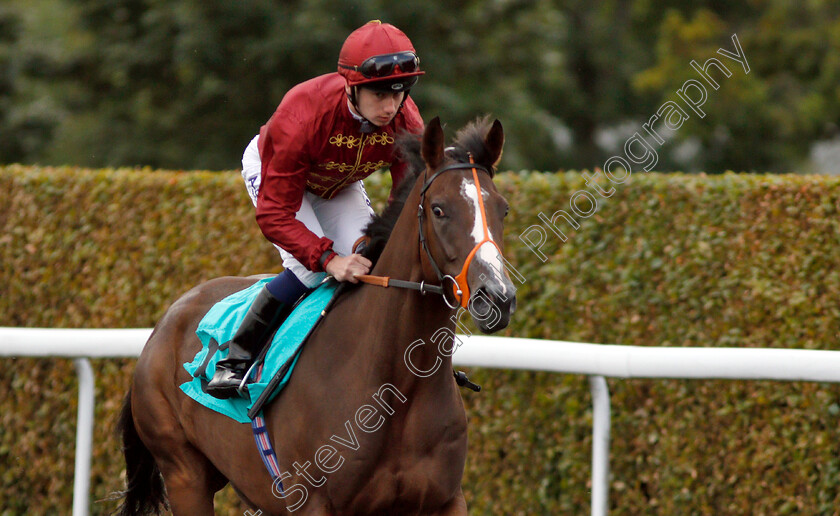 Sweet-Pearl-0001 
 SWEET PEARL (Oisin Murphy) before winning The British Stallion Studs EBF Fillies Novice Stakes
Kempton 29 Aug 2018 - Pic Steven Cargill / Racingfotos.com