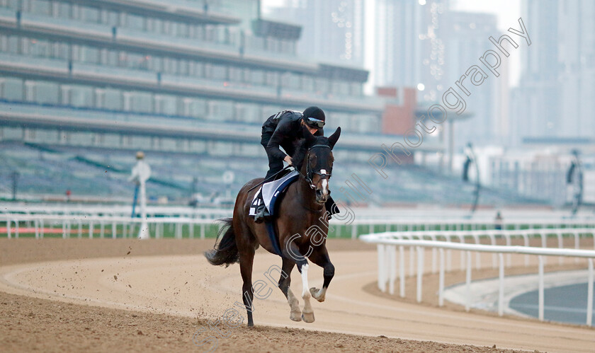 Destructive-0003 
 DESTRUCTIVE training at the Dubai Racing Carnival
Meydan 1 Feb 2024 - Pic Steven Cargill / Racingfotos.com