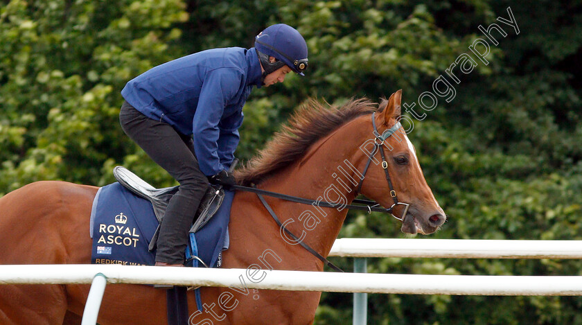 Redkirk-Warrior-0004 
 Australian trained REDKIRK WARRIOR on the gallops in Newmarket ahead of his Royal Ascot challenge
Newmarket 14 Jun 2018 - Pic Steven Cargill / Racingfotos.com