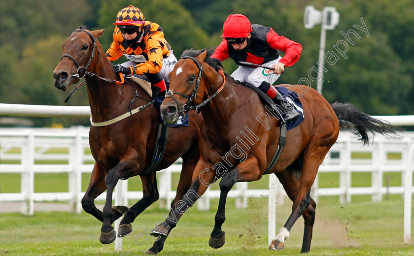 Brenner-Pass-0005 
 BRENNER PASS (right, Shane Kelly) beats EDGE OF THE BAY (left) in The Betway Novice Median Auction Stakes
Lingfield 7 Sep 2020 - Pic Steven Cargill / Racingfotos.com