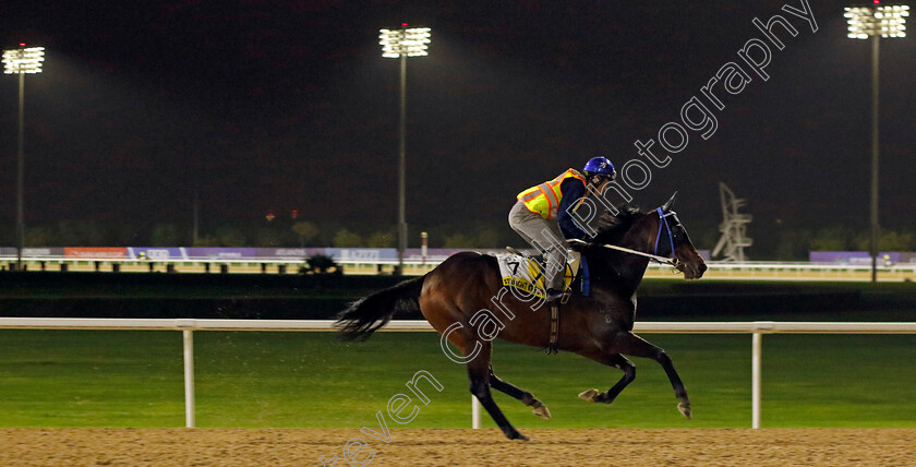 Straight-Arron-0001 
 STRAIGHT ARRON training for The Dubai Turf
Meydan Dubai 26 Mar 2024 - Pic Steven Cargill / Racingfotos.com