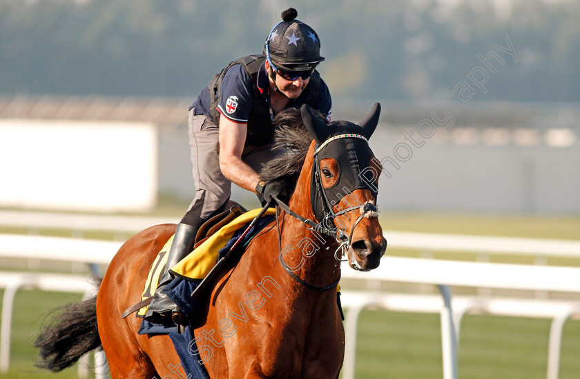 Monarchs-Glen-0002 
 MONARCHS GLEN exercising in preparation for the Dubai Turf Meydan 28 Mar 2018 - Pic Steven Cargill / Racingfotos.com