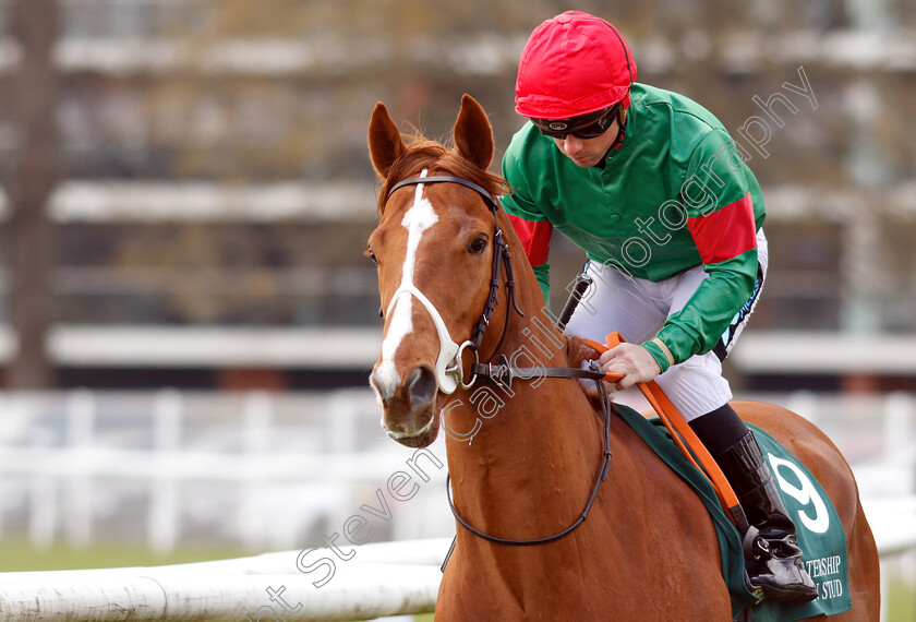 Taylormade-0002 
 TAYLORMADE (Stevie Donohoe)
Newbury 13 Apr 2019 - Pic Steven Cargill / Racingfotos.com