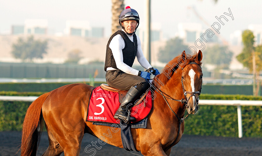 Dal-Harraild-0002 
 DAL HARRAILD exercising in preparation for the Dubai Gold Cup Meydan 29 Mar 2018 - Pic Steven Cargill / Racingfotos.com