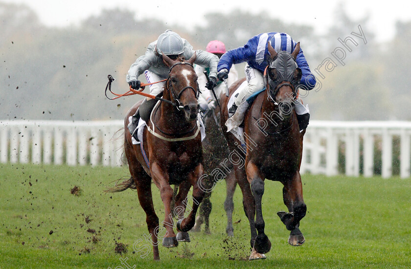 Laraaib-0004 
 LARAAIB (right, Jim Crowley) beats COMMUNIQUE (left) in The Stella Artois Cumberland Lodge Stakes
Ascot 6 Oct 2018 - Pic Steven Cargill / Racingfotos.com