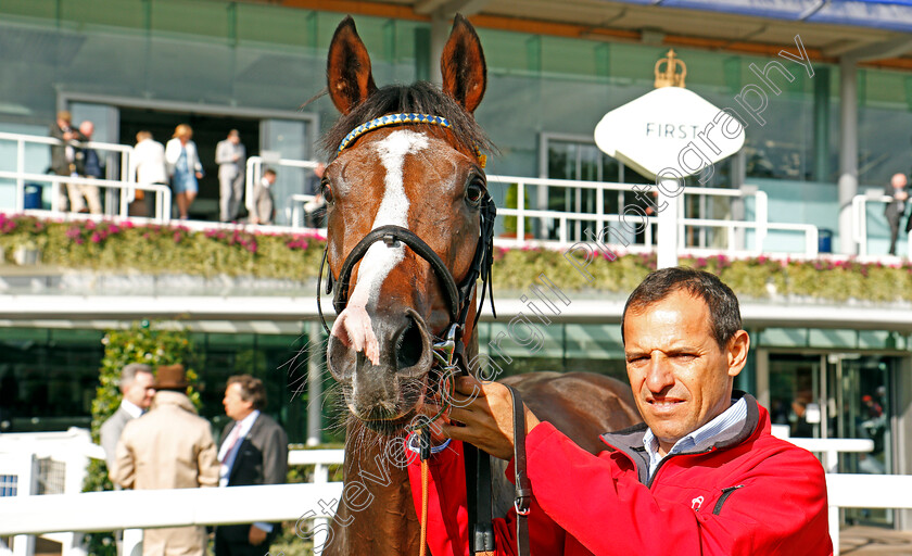 Reverend-Jacobs-0006 
 REVEREND JACOBS after The Garden For All Seasons Maiden Stakes Ascot 8 Sep 2017 - Pic Steven Cargill / Racingfotos.com