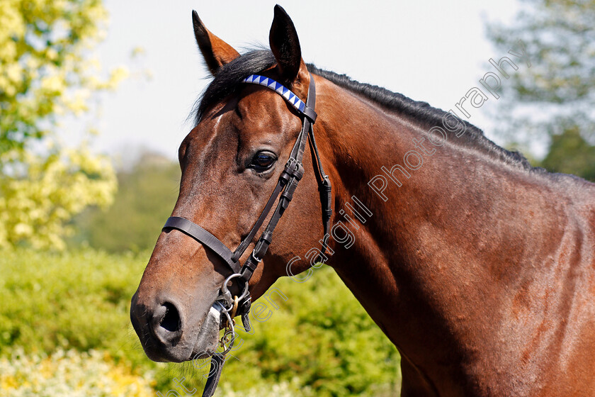 Massaat-0004 
 MASSAAT Shadwell Stud 8 May 2018 - Pic Steven Cargill / Racingfotos.com