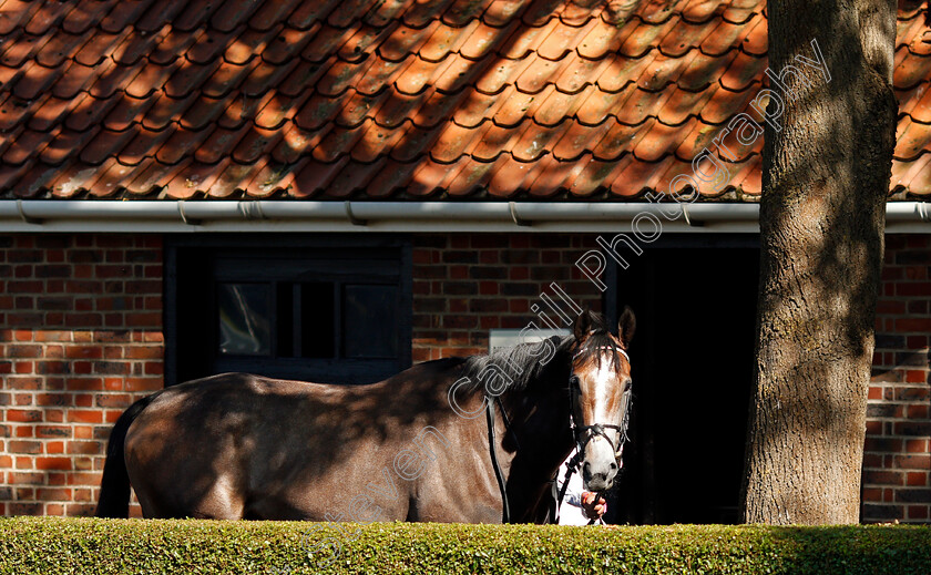 Monsoon-Moon-0002 
 MONSOON MOON before winning The Close Brothers Motor Finance EBF Stallions Fillies Novice Stakes
Newmarket 19 Sep 2020 - Pic Steven Cargill / Racingfotos.com