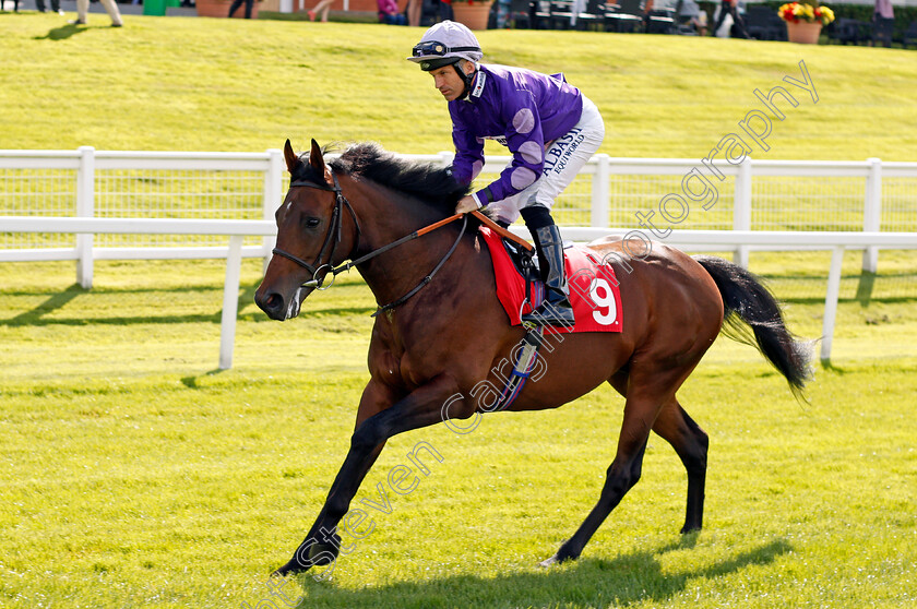 Night-Spark-0001 
 NIGHT SPARK (Pat Dobbs) Sandown 1 Sep 2017 - Pic Steven Cargill / Racingfotos.com