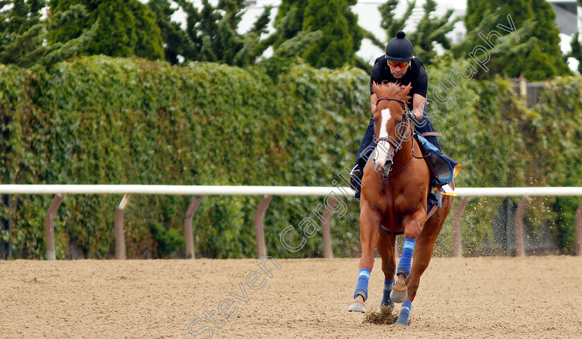 Justify-0006 
 JUSTIFY (Martine Garcia) exercising in preparation for The Belmont Stakes
Belmont Park USA 7 Jun 2018 - Pic Steven Cargill / Racingfotos.com