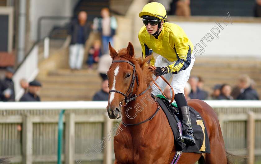 Into-Battle-0001 
 INTO BATTLE (Ross Coakley)
Newmarket 25 Oct 2023 - Pic Steven Cargill / Racingfotos.com